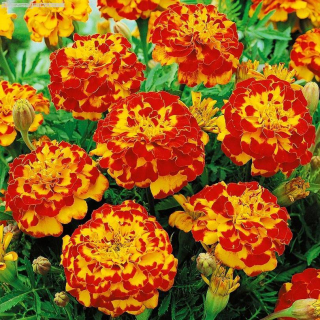 (п.ф.) Бархатцы Бонанза Болеро, 5000 шт (№3-76)