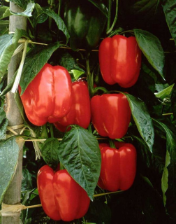 Перец Мазурка F1,