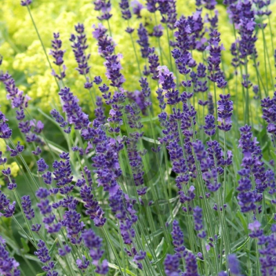 (п.ф.) Лаванда Хидкот Блю Стрейн,