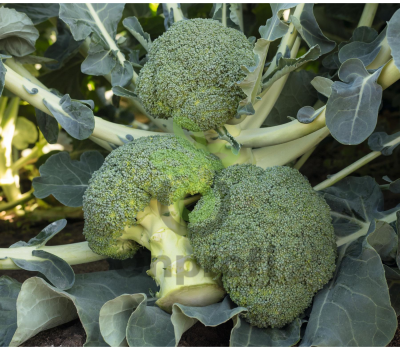 Капуста брокколи Батавия F1,