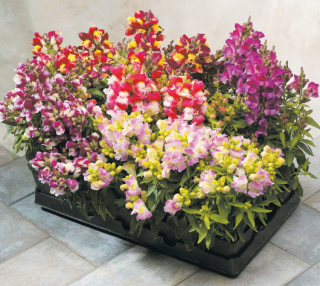 (п.ф.) Львиный зев Флорал Шауерс Биколор Микс,