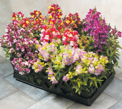 (п.ф.) Львиный зев Флорал Шауерс Биколор Микс,