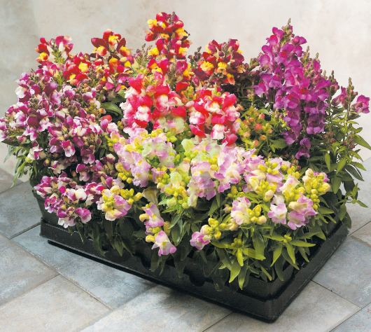 (п.ф.) Львиный зев Флорал Шауерс Биколор Микс,