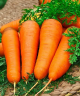 Морковь Курода Шантане, 0,5гр (фасовка)