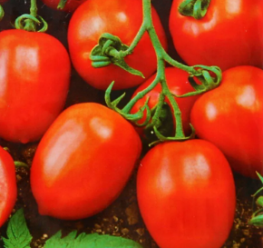 Томат Земляк, 0,5гр (фасовка)