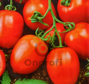 Томат Земляк, 0,5гр (фасовка)