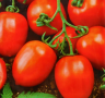 Томат Земляк, 0,5гр (фасовка)