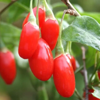 (м.ф.) Годжи Шанхайский Экспрес, 10шт