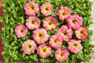 (п.ф.) Петуния Дебонейр Роуз Дасти,