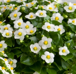 (п.ф.) Экзакум Принцесс Вайт, 100 драже