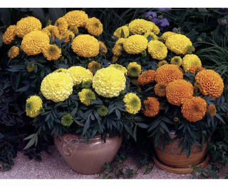 (п.ф.) Бархатцы Антигуа Микс F1,