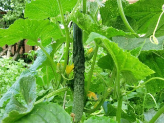 (м.ф.) Огурец Китайский Змей F1 1гр