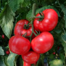 Томат Пинк Лорд,