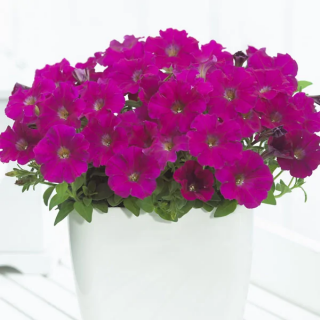 (п.ф.) Петуния Пикобелла Кармин,