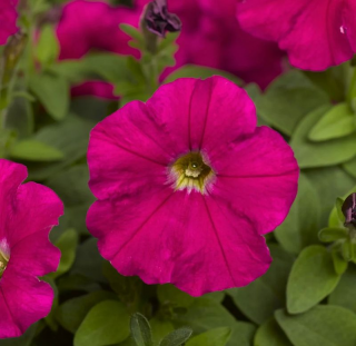 (п.ф.) Петуния Пикобелла Кармин,