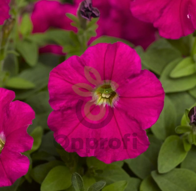 (п.ф.) Петуния Пикобелла Кармин,