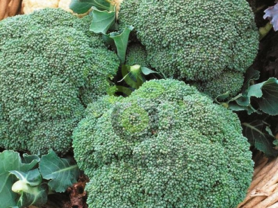 Капуста брокколи Фиеста F1,