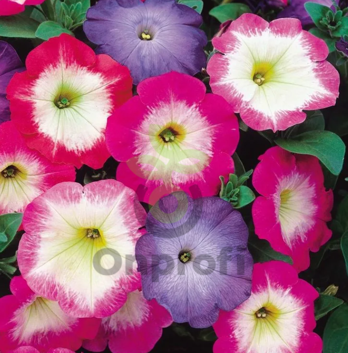 (п.ф.) Петуния Мерлин Микс F1,