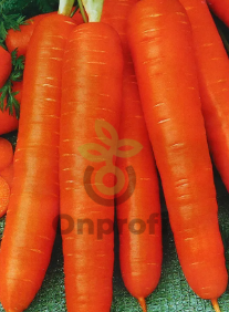 Морковь Лонге роте, 0,5гр (фасовка)