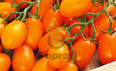 Томат Золотая россыпь, 0,5гр (фасовка)