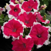(п.ф.) Петуния Лимбо Джи Пи Роуз Пикоти, 100 шт (№9-4-110) Поиск
