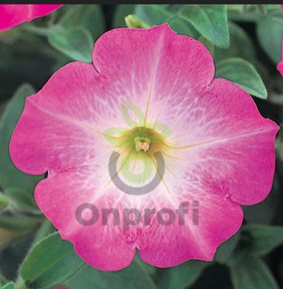 (п.ф.) Петуния Опера Пинк Морн, 100 драже (№9-1-19)