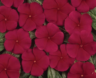 (п.ф.) Катарантус Медитеранен ХР Дарк Ред, 100 шт