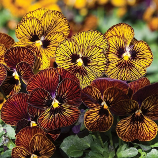 (п.ф.) Виола Тайгер Ай Еллоу F1,