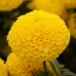 (п.ф.) Бархатцы Тайшан Еллоу, 100 шт (№3-33)