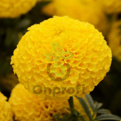 (п.ф.) Бархатцы Тайшан Еллоу, 100 шт (№3-33)