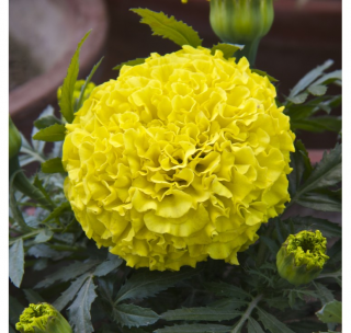 (п.ф.) Бархатцы Антигуа Еллоу F1,