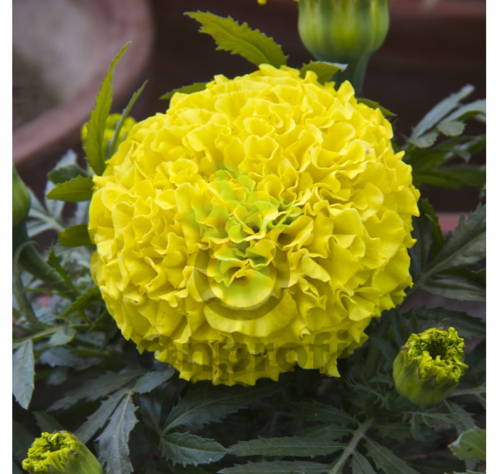 (п.ф.) Бархатцы Антигуа Еллоу F1,