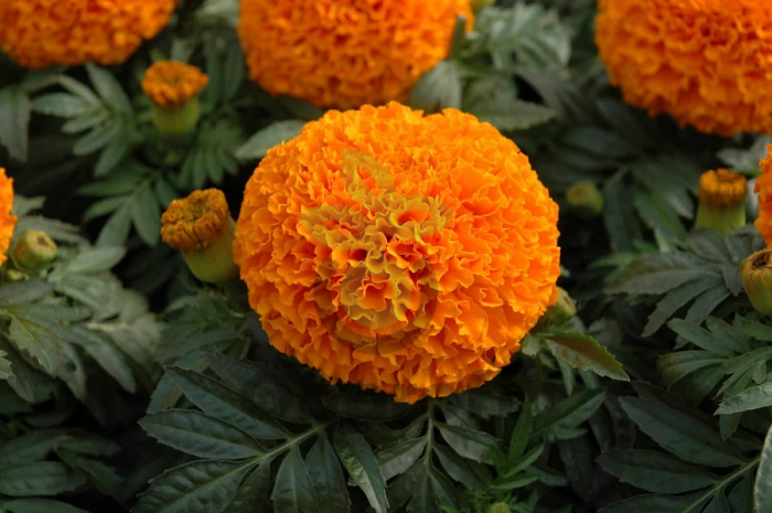 (п.ф.) Бархатцы Сочи Оранж, 100 шт (№3-45)