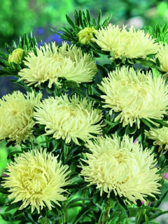 (п.ф.) Астра Ювел Гелиодор, 1000 шт (№1-23)