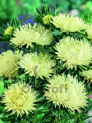 (п.ф.) Астра Ювел Гелиодор, 1000 шт (№1-23)