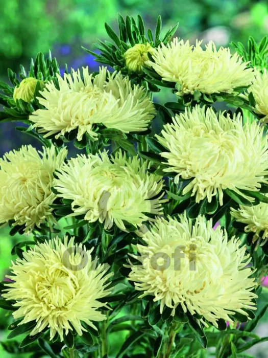 (п.ф.) Астра Ювел Гелиодор, 1000 шт (№1-23)