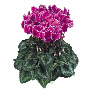 (п.ф.) Цикламен Вайнфолл Парпл Флейм, 50 шт (№6-401)