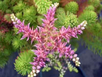 (п.ф.) Седум Си Стар, 1000 шт (№6-509)