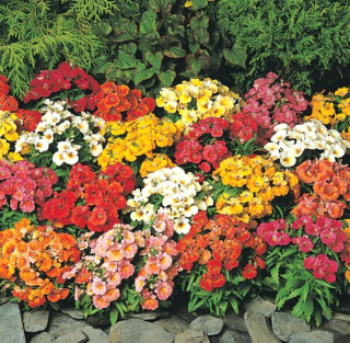 (п.ф.) Немезия Сандропс Микс,