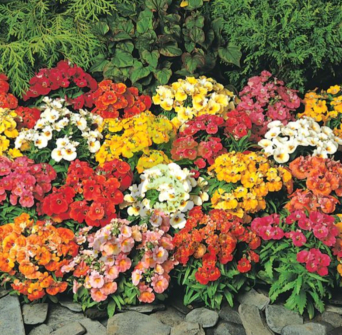 (п.ф.) Немезия Сандропс Микс,