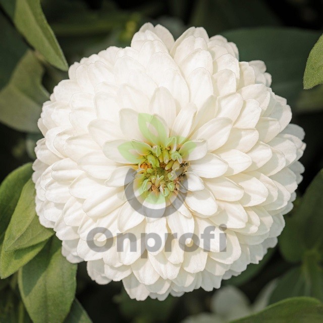 (п.ф.) Циния Зидеко Вайт, 1000 шт (№6-592)