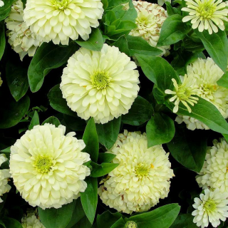 (п.ф.) Циния Зидеко Вайт, 1000 шт (№6-592)