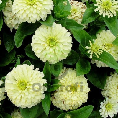 (п.ф.) Циния Зидеко Вайт, 1000 шт (№6-592)