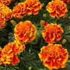 (п.ф.) Бархатцы Бонанза Флейм, 5000 шт (№3-78)