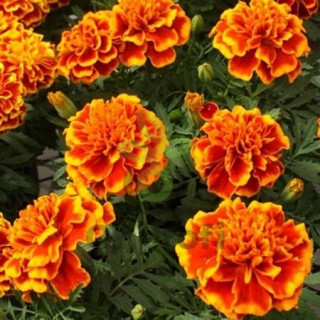 (п.ф.) Бархатцы Бонанза Флейм, 5000 шт (№3-78)