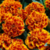 (п.ф.) Бархатцы Бонанза Флейм, 5000 шт (№3-78)