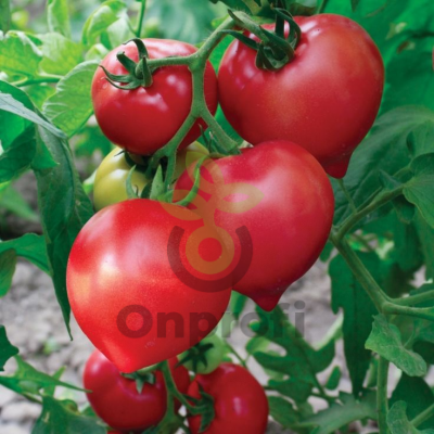 Томат Розовый носик F1,