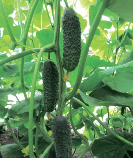 Огурец Шопен F1,