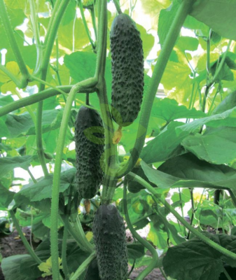 Огурец Шопен F1,