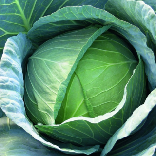 Капуста белокочанная Калуга F1,